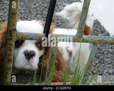 Triste cane cucciolo Cavalier re Charles Spaniel dietro la recinzione. Aspetto pessimo del doggie. Adorabile doggy islandese marrone bianco da Reykjavik Foto Stock
