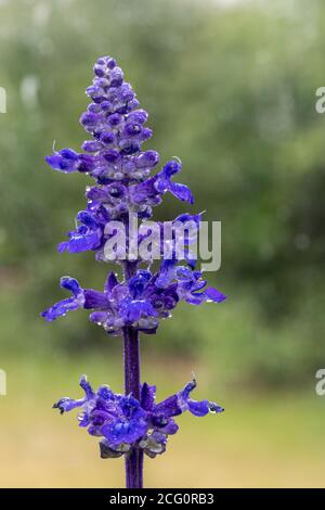 Primo piano di una pianta di salvia blu di velocità in fiore Foto Stock