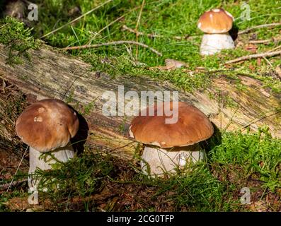I funghi di boletus stanno nella foresta sulla terra di muschio Foto Stock