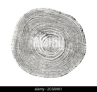 Grande pezzo di legno rotondo con anelli di crescita su sfondo bianco. Tronco di albero in nero e bianco tagliato dai boschi. Testo organico naturale dettagliato Foto Stock
