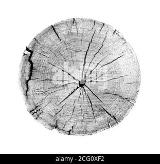 Grande pezzo di legno rotondo con anelli di crescita su sfondo bianco. Tronco di albero in nero e bianco tagliato dai boschi. Testo organico naturale dettagliato Foto Stock