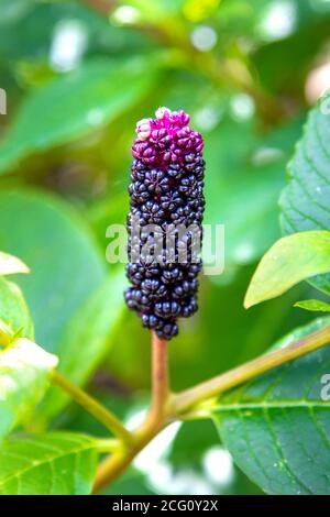 Primo piano di phytolacca americana (pokeweed) presso Dye Garden, Horniman Museum and Gardens, Londra, Regno Unito Foto Stock