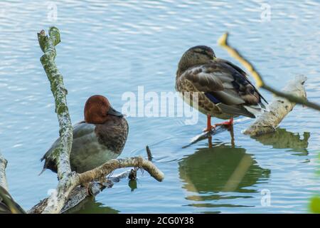 Una fotografia di un comune pochard (Aythya ferina) e di un'anatra mallard (Anas platyrhynchos) seduta su un ramo vicino ad un lago. Foto Stock