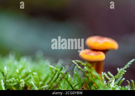 Due falsi funghi chanterelle arancioni (latino: Hygroforopsis aurantiaca) famiglia di Hygroforopsidaceae e si possono trovare in diversi continenti Foto Stock