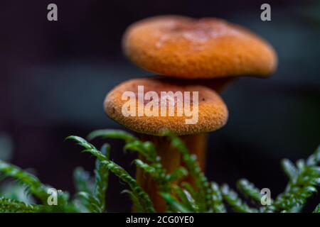 Due falsi funghi chanterelle arancioni (latino: Hygroforopsis aurantiaca) famiglia di Hygroforopsidaceae e si possono trovare in diversi continenti Foto Stock