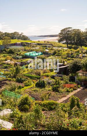 Giardini di assegnazione a Berwick Upon Tweed, Northumberland, Inghilterra Regno Unito Foto Stock