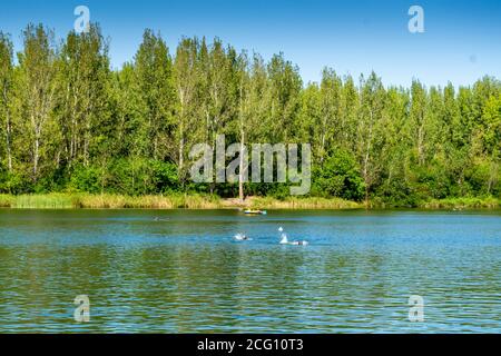 Persone che nuotano e navigano in un lago blu naturale, grandi alberi sullo sfondo. Foresta, lago, ambiente estivo Foto Stock