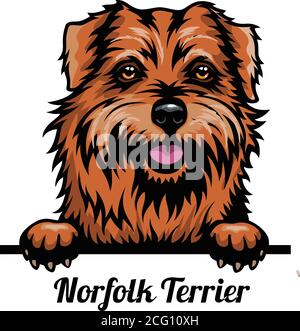 Capo Norfolk Terrier - razza del cane. Immagine a colori di una testa di cani isolata su uno sfondo bianco Illustrazione Vettoriale