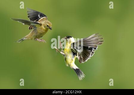 Gold Finch maschi e femmine facendo rasature aerotrasportate su cibo Foto Stock