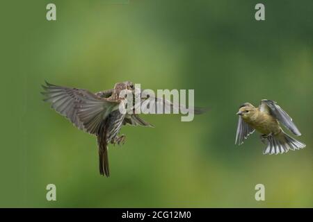 Gold Finch maschi e femmine facendo rasature aerotrasportate su cibo Foto Stock