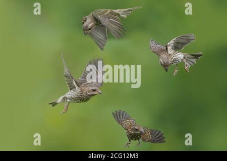 Gold Finch maschi e femmine facendo rasature aerotrasportate su cibo Foto Stock