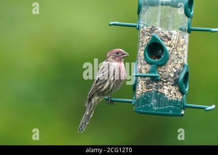 Gold Finch maschi e femmine facendo rasature aerotrasportate su cibo Foto Stock