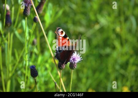 Una bella farfalla di pavone, Aglais io, che si nectaring su un fiore selvaggio di astro. Foto Stock