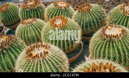 Enorme oro Barrel Cactus o Echinocactus grusonii in pentole di plastica temporanea nel negozio di fiori di strada. Foto Stock