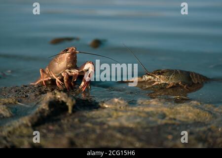 Liberare Astacus Astacus bulgaro, gamberi, sulla riva di un lago. Foto Stock