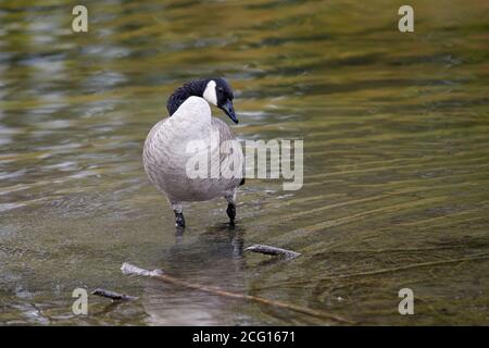 Canada Goose (branta canadensis), Inglewood Bird Sanctuary, Calgary, Alberta, Canada Foto Stock