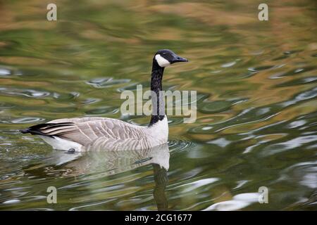 Canada Goose (branta canadensis), Inglewood Bird Sanctuary, Calgary, Alberta, Canada Foto Stock