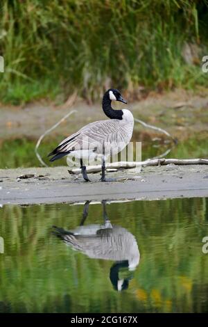 Canada Goose (branta canadensis), Inglewood Bird Sanctuary, Calgary, Alberta, Canada Foto Stock