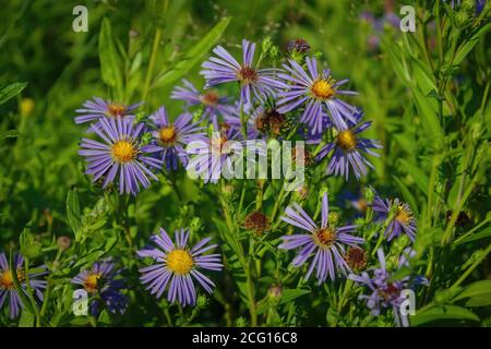 Fiori Aster amellus vero backround, giardino fiorente in una bella estate soleggiata giorno. Foto Stock