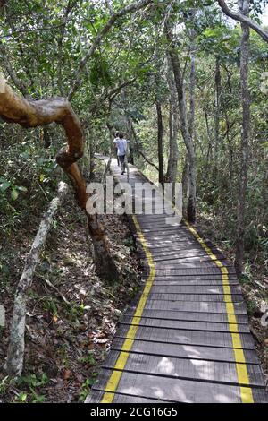 Cerrado con sentiero sospeso, sentiero in legno sulla foresta Foto Stock
