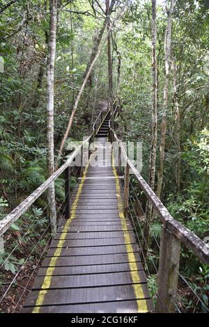 Cerrado con sentiero sospeso, sentiero in legno sulla foresta Foto Stock
