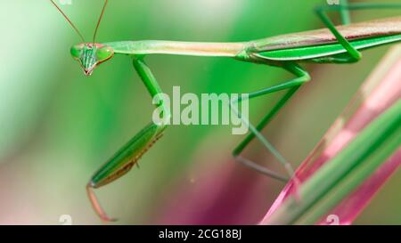 bella mantis verde in preghiera. Insetto grazioso e fragile, sottile ed elegante ma terribile predatore. Foto macro nella giungla di Koh Phayam, Thailandia Foto Stock