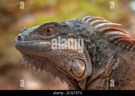 primo piano foto di iguana rossa Foto Stock