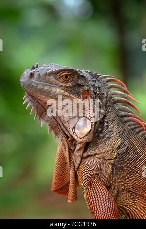 primo piano foto di iguana rossa Foto Stock
