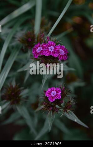 Bellissimi fiori di garofano turchi decorativi adornano molti Foto Stock