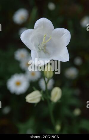 Fiori su sfondo bianco, campane blu scuro con gocce di rugiada Foto Stock