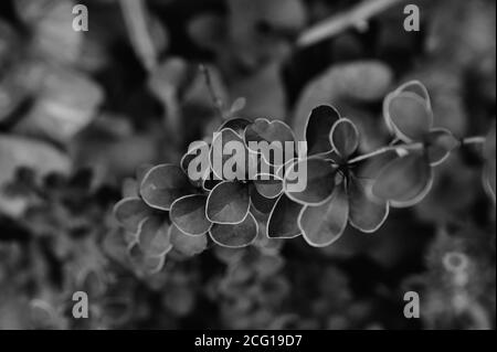 foglie di tunberg di barberry, ramo di cespuglio, foto di sera, foto in bianco e nero Foto Stock
