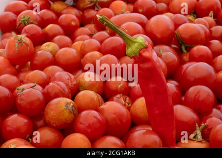 Peperoncino su piccoli e grandi pomodori ciliegini rossi sullo sfondo della natura. Prodotti italiani per salsa di pasta. Foto Stock
