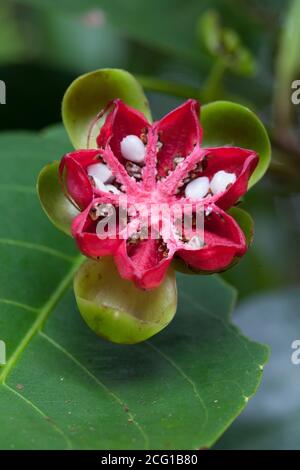 Capsula di frutta deiscente matura di faggio rosso (Dillenia alata). Settembre 2020. Baia di mucca. Parco Nazionale di Daintree. Queensland. Australia. Foto Stock