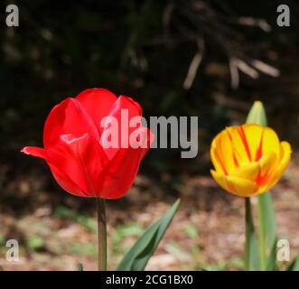 Due tulipani inglesi a bordo strada sotto il sole primaverile: Testa di fiori di tulipano rosso e testa di tulipano variegata gialla rossa fianco a fianco. Foto Stock