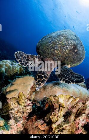 Hawksbill tartaruga subacquea mangiare bolla corallo immersioni Foto Stock