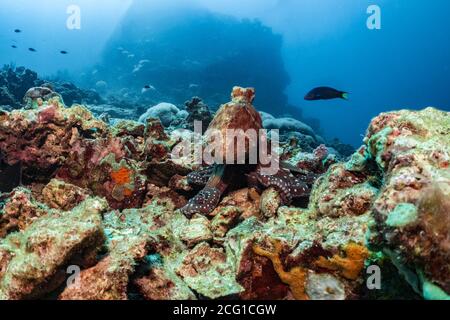 polpo sulla barriera corallina sott'acqua Foto Stock