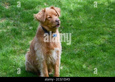 Un adorabile riprovino di pedaggio d'anatra seduto su un prato verde Foto Stock