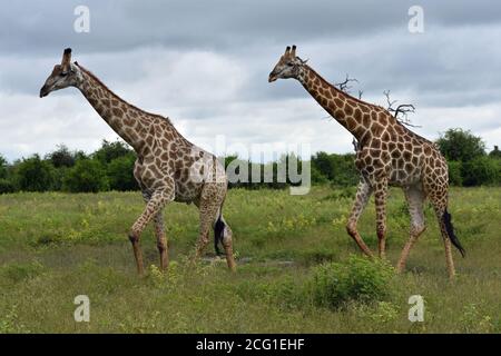 Due giraffe (Giraffa) camminano in fila attraverso praterie aperte in una giornata nuvolosa grigia nel Parco Nazionale di Chobe, Botswana, Africa Foto Stock