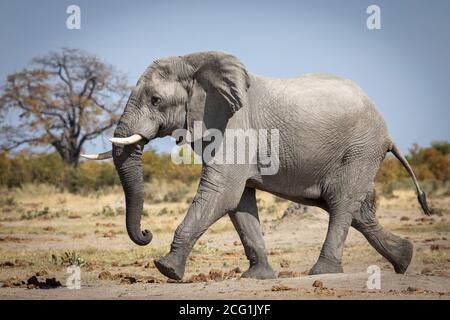 Un grande toro elefante che cammina veloce nella riserva di Savuti in Botswana Foto Stock