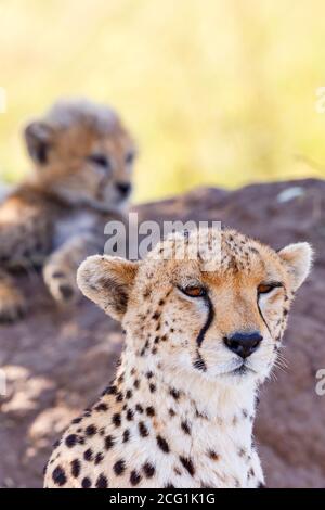 Madre di ghepardo con un cucciolo riposato all'ombra Foto Stock
