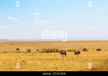 Ostrichi in un bellissimo paesaggio savana a Masai Mara, Kenya Foto Stock