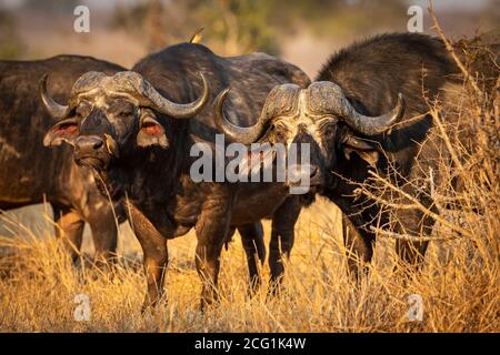 Mandria di bufali in piedi alla luce dorata del pomeriggio nel Kruger Park In Sud Africa Foto Stock
