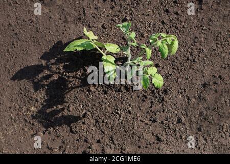 Pacciamatura del topsoil su un letto vegetale con erba falciata dal prato. Produzione di concime organico biohumus. Erosione della terra. Foto Stock