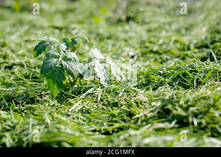 Pacciamatura del topsoil su un letto vegetale con erba falciata dal prato. Produzione di concime organico biohumus. Erosione della terra. Foto Stock