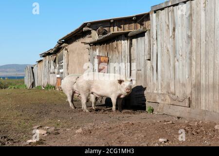 I maiali sono in piedi di fronte ad un capannone di legno nel villaggio, in una giornata di sole. Foto Stock