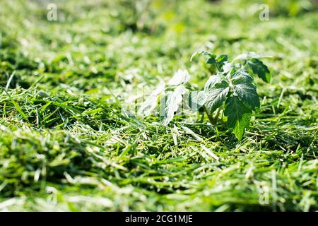 Pacciamatura del topsoil su un letto vegetale con erba falciata dal prato. Produzione di concime organico biohumus. Erosione della terra. Foto Stock