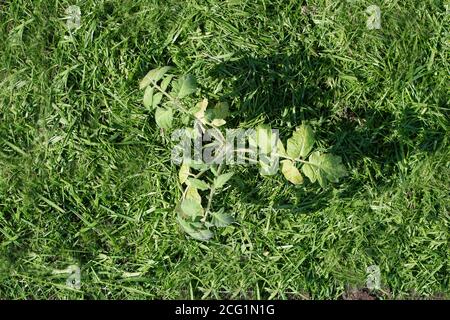 Pacciamatura del topsoil su un letto vegetale con erba falciata dal prato. Produzione di concime organico biohumus. Erosione della terra. Foto Stock