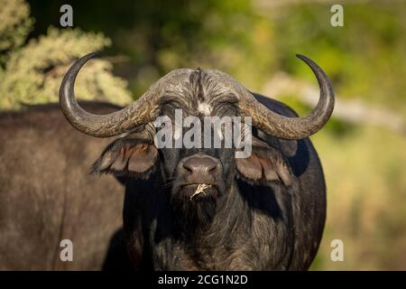 Ritratto di una bufala femminile adulta nella riserva di Moremi In Botswana Foto Stock