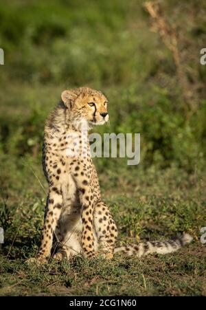 Ritratto di un giovane ghepardo seduto e guardando attento con Sfondo verde in luce del pomeriggio dorato a Ndutu in Tanzania Foto Stock