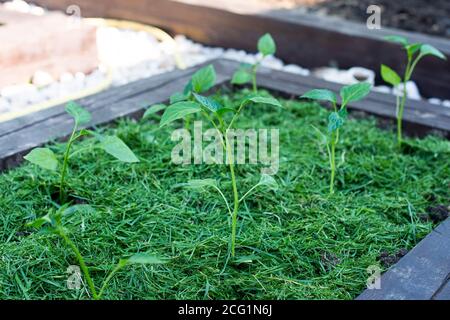 Pacciamatura del topsoil su un letto vegetale con erba falciata dal prato. Produzione di concime organico biohumus. Erosione della terra. Foto Stock